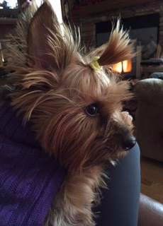 Yorkie intelligence